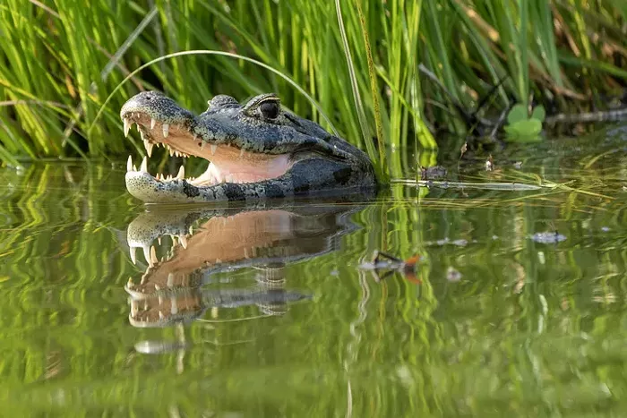 THE TRASH REPORT: Alligator Alcatraz Was a Good Idea for a Dumb Movie (But a Bad Idea for Reality), and Other Truths